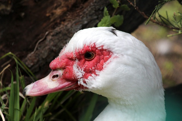 布伦森半场26分创赛季新高，常规赛25+次数比肩甜瓜